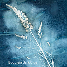 Cyanotype Printing Prints & Cards