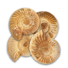 Ammonites