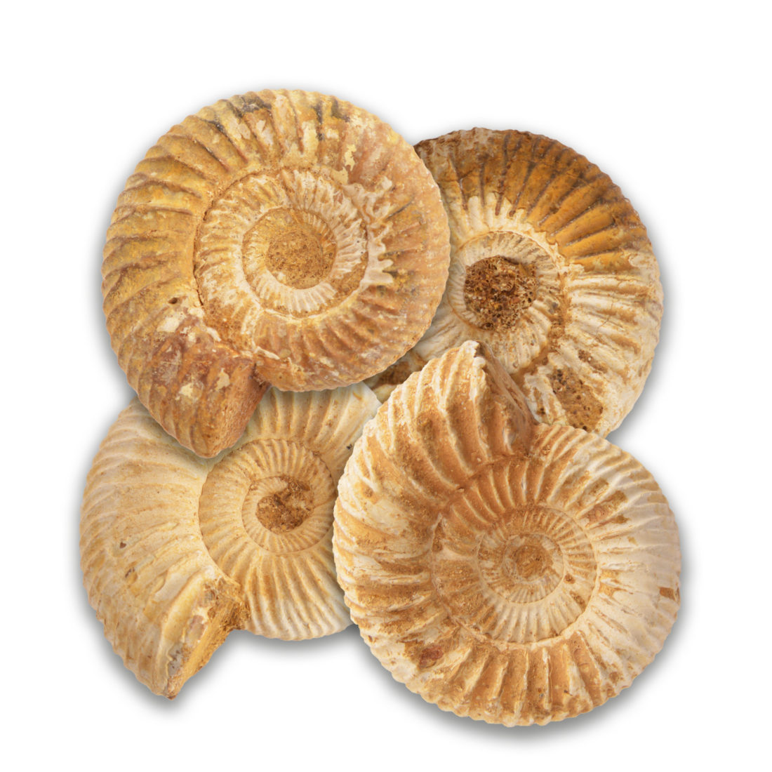 Ammonites