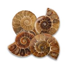Ammonites