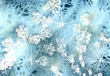 Cyanotype Printing Prints & Cards
