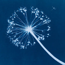 Cyanotype Printing Prints & Cards