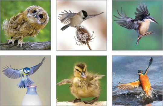 Notecard Packs